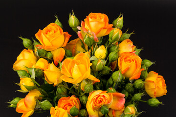 Beautifull orange roses isolated on black background. Copy space