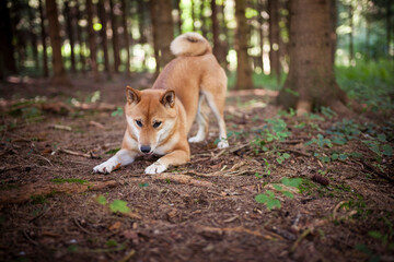 Naklejka na ściany i meble Shiba inu play in the forest with a stick. Playful and funny Dog.
