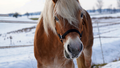 Horses in winter in the paddock when the snow cover is closed foraging in Bavaria