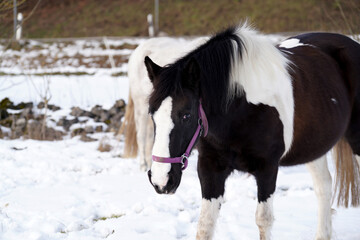 Horses in winter in the paddock when the snow cover is closed foraging in Bavaria