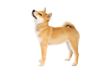 Shiba Inu Japanese breed dog