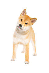 Shiba Inu Japanese breed dog