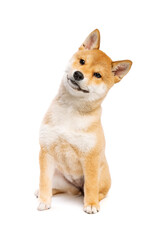 Shiba Inu Japanese breed dog
