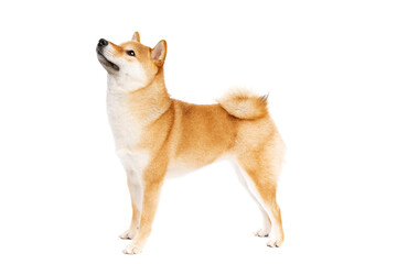 Shiba Inu Japanese breed dog - 407255884