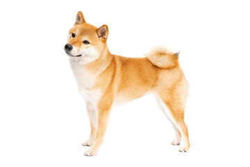 Shiba Inu Japanese breed dog