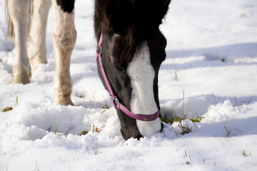 Horses in winter in the paddock when the snow cover is closed foraging in Bavaria