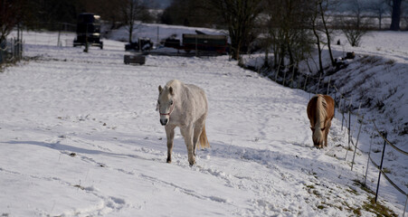 Horses in winter in the paddock when the snow cover is closed foraging in Bavaria