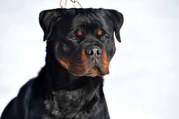 a head of strong rottwier dog