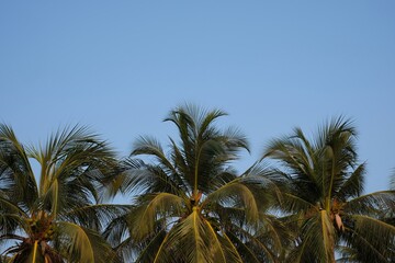 Fototapeta na wymiar top of coconut trees with blue sky background