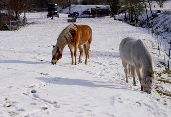 Horses in winter in the paddock when the snow cover is closed foraging in Bavaria