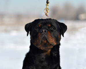 a head of strong rottwier dog