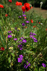 Poppies and purple bluebells among the tall grass of a meadow