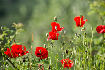 Sunlit poppies in the foreground and green gradient background