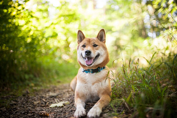 Portrait of an red Shiba inu in the grass. Dog lying in the garden