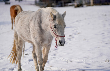 Horses in winter in the paddock when the snow cover is closed foraging in Bavaria