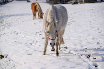 Horses in winter in the paddock when the snow cover is closed foraging in Bavaria