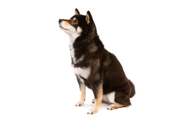 black and tan Shiba Inu Japanese breed dog - 407257062