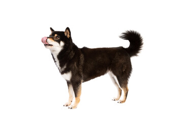 black and tan Shiba Inu Japanese breed dog