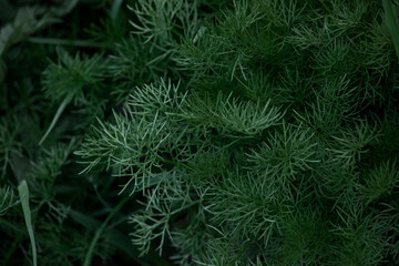 green plant shrubs with soft blurring as the background, a Bush with tiny needle-like leaves in the garden
