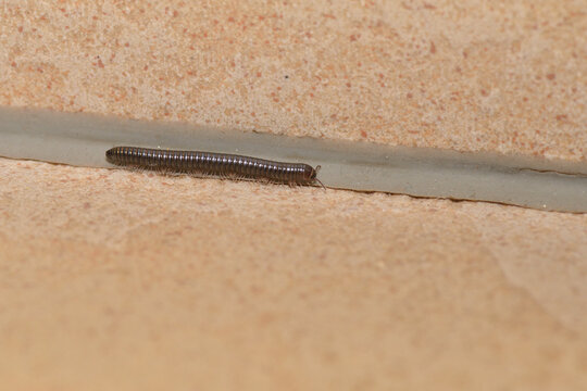 Tausendf&uuml;&szlig;er (Myriapoda) an einer Hauswand	