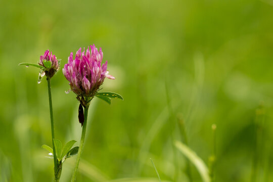 Trifolium Pratense. Red Clover Flowers In A UK Meadow With An Out Of Focus Grass Background