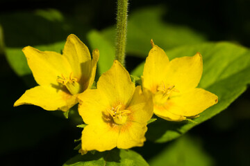 Lysimachia punctata. Yellow Loosestrife flowers in summer. UK gardening.
