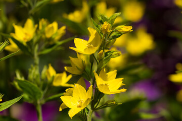 Lysimachia punctata. Yellow Loosestrife flowers in summer. UK gardening.