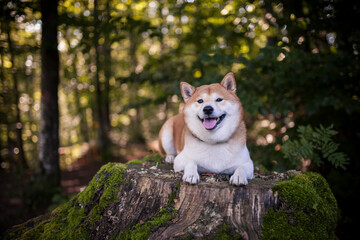 Shiba Inu steht im Wald und lächelt in die Kamera
