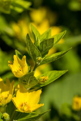 Lysimachia punctata. Yellow Loosestrife flowers in summer. UK gardening. Springtime flowers