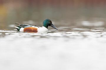 A male northern shoveler (Spatula clypeata) swimming in a canal in Germany