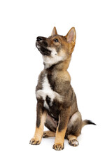 Japanese Shikoku puppy dog