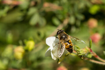UK honey bee collecting nectar from flowers in spring and summer. British wildlife