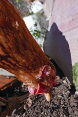 hen close up