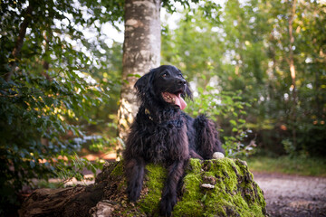 flat coated retriever (kommt später mit pinken blumen wieder - retriever einzeln schrieben auch)