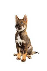 Japanese Shikoku puppy dog