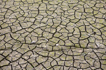 Dry cracked farm,close-up