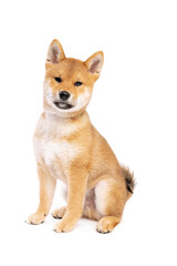 Shiba Inu Japanese breed dog