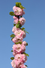 branch of blooming sakura tree, isolated. blue sky as background. 
