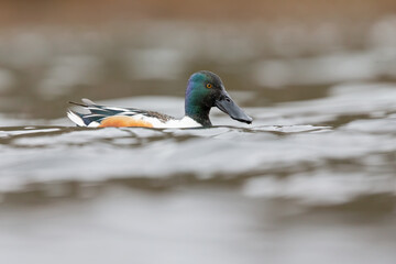 A male northern shoveler (Spatula clypeata) swimming in a canal in Germany