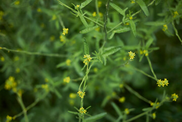 Sisymbrium officinale 