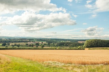 Fototapeta na wymiar Landscape with a field of wheat