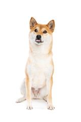 Shiba Inu Japanese breed dog