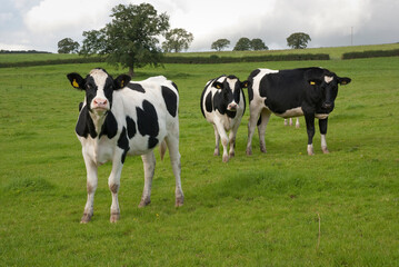 Naklejka na ściany i meble Dairy Holstein cows in pasture UK