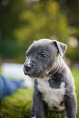 Portrait of an newborn Staffordshire Terrier. Pitbull Puppy in a box in the garden