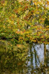 vibrant coloured leaves reflecting in the river on an Autumn day