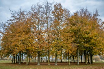 Fototapeta premium circle of golden coloured trees on an Autumn day