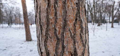 Obraz premium Pine 02