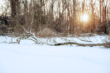 snow covered trees