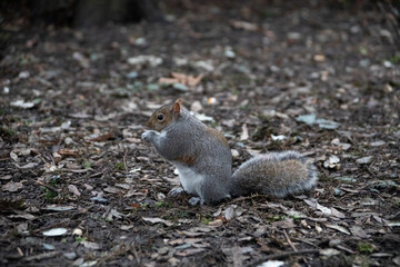 Naklejka na ściany i meble Squirrels in park