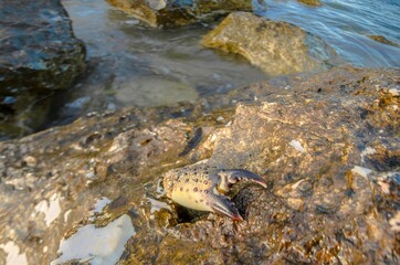 Crab claw sticking out of an inlet of the rock